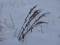 Rumex