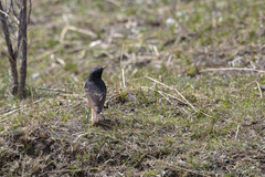 Phoenicurus ochruros rufiventris
