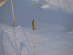 Phleum pratense