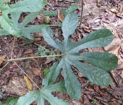 Macaranga heterophylla