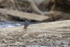 Phoenicurus fuliginosus fuliginosus