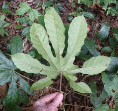 Macaranga heterophylla