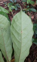 Macaranga heterophylla