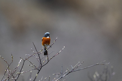 Phoenicurus schisticeps