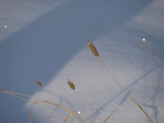 Phleum pratense