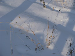 Phleum pratense