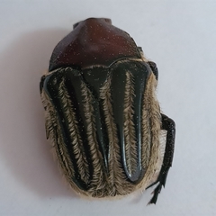 Trichaulax philipsii