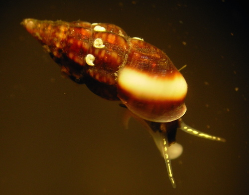 Representative image of Rissoa