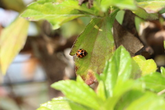 Coelophora bissellata