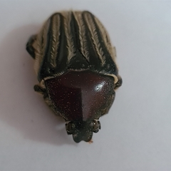 Trichaulax philipsii