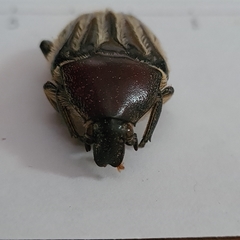 Trichaulax philipsii