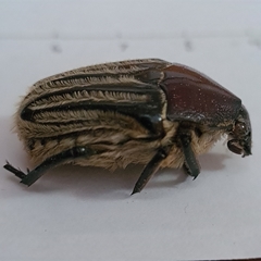 Trichaulax philipsii