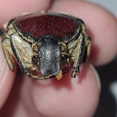 Trichaulax philipsii