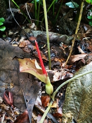 Typhonium trilobatum