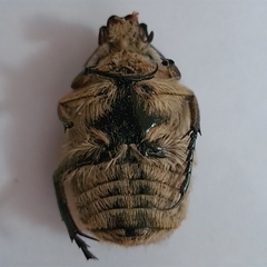 Trichaulax philipsii