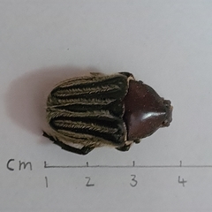 Trichaulax philipsii