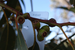 Eucalyptus alaticaulis