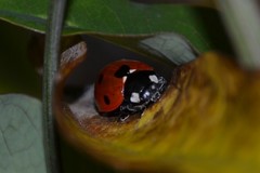 Coccinella septempunctata