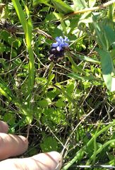 Muscari pulchellum