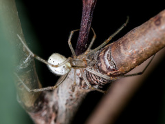 Enoplognatha submargarita