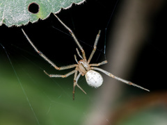 Enoplognatha submargarita