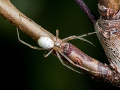 Enoplognatha submargarita