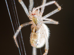 Enoplognatha submargarita