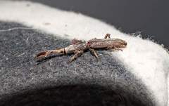 Hormocerus reticulatus