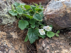 Asarina procumbens