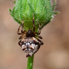 Phoroncidia sextuberculata