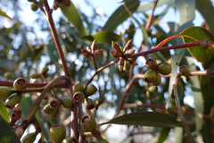 Eucalyptus alaticaulis
