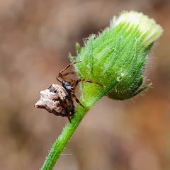 Phoroncidia sextuberculata