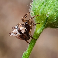Phoroncidia sextuberculata