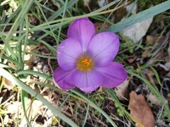 Crocus suaveolens