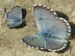 Pseudophilotes panoptes