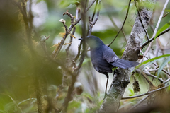 Cinclidium frontale orientale