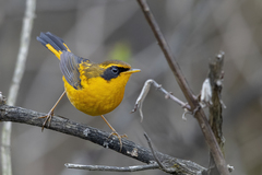 Tarsiger chrysaeus chrysaeus