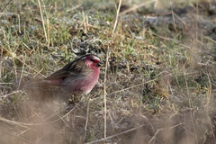 Carpodacus dubius deserticolor