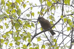 Carpodacus edwardsii edwardsii