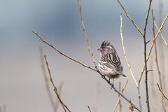 Carpodacus waltoni eos