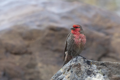 Carpodacus puniceus longirostris