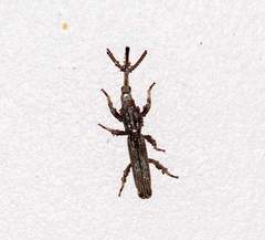 Hormocerus reticulatus