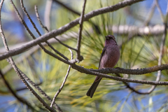Carpodacus verreauxii