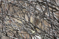 Carpodacus rubicilloides rubicilloides