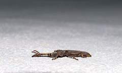 Hormocerus reticulatus