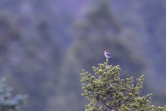 Carpodacus trifasciatus
