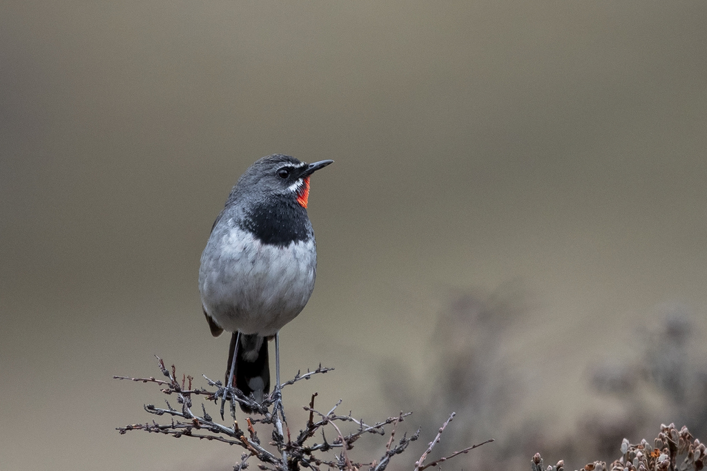 Chinese Rubythroat