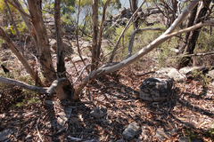 Eucalyptus alaticaulis