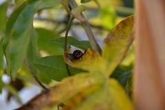 Coccinella septempunctata