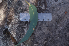 Eucalyptus alaticaulis